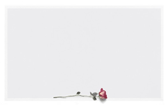 Karten, Rose liegend, zeitloses Rosenmotiv mit grauem Hintergrund, auf creme-weißem Papier