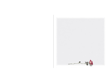 SE TZ Rose liegend - Karte: 105 mm x 210 mm, creme-weiß, Motiv